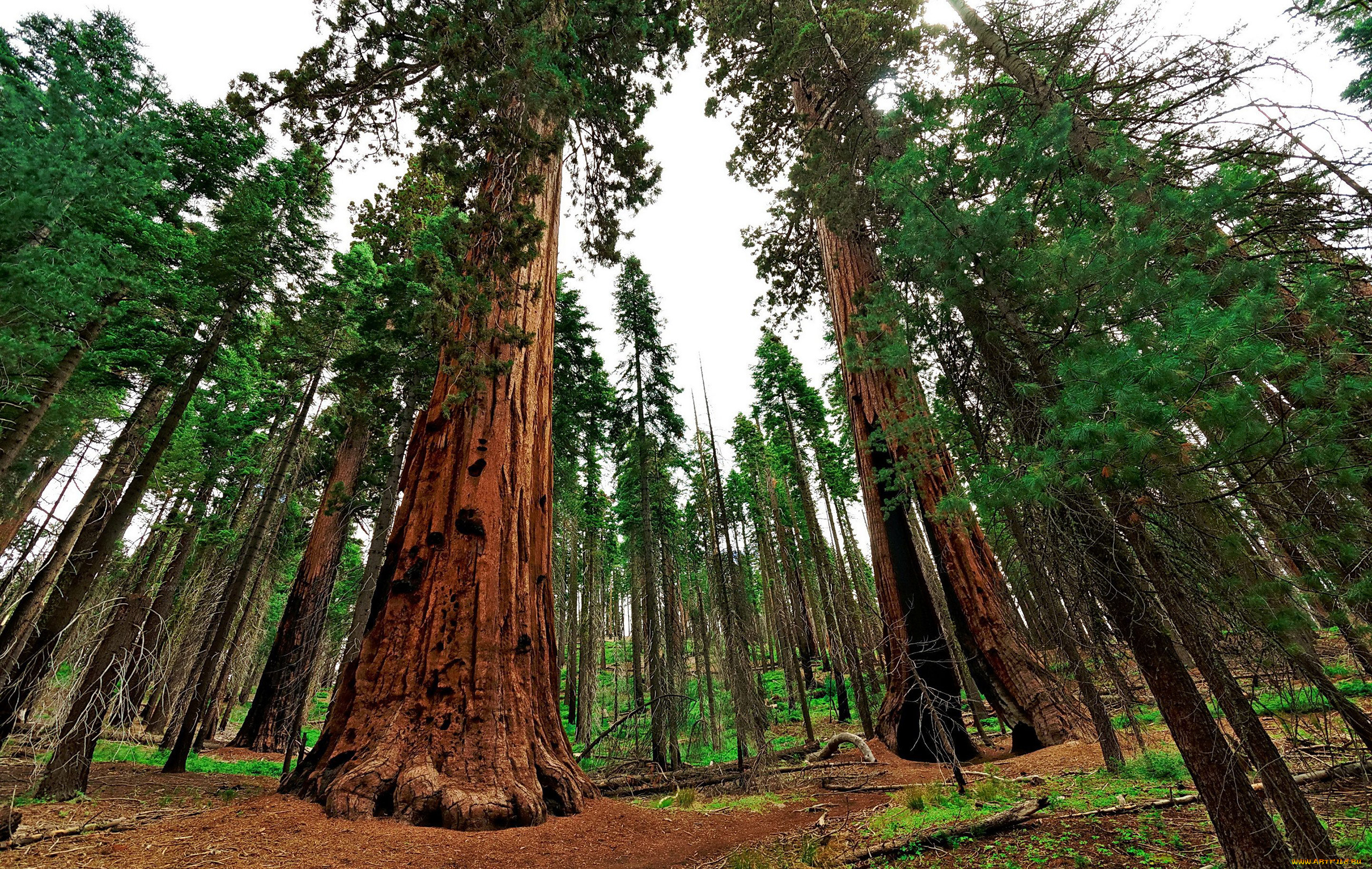 giant sequoia, , , , , , giant, sequoia
